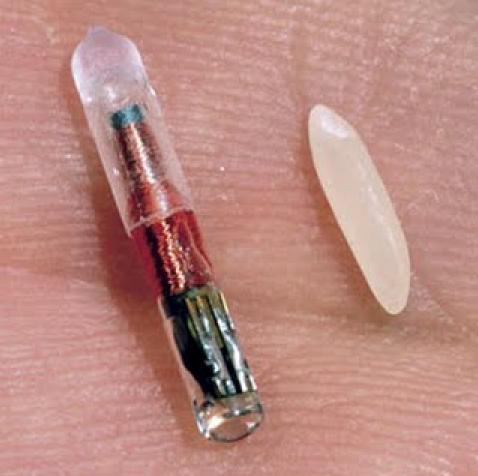 Med sina 12 mm är chipet inte mycket större än ett riskorn.